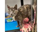 Adopt Patches a Domestic Shorthair / Mixed (short coat) cat in Pierceton