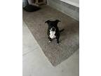 Adopt Paris a Black - with White Terrier (Unknown Type, Medium) / Labrador