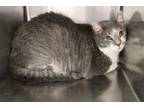 Adopt Hoonie a Gray or Blue Domestic Shorthair (short coat) cat in Weatherford