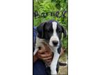 Adopt Barney a Black - with White Labrador Retriever / Pit Bull Terrier / Mixed