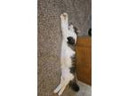 Adopt Pebbles a Gray, Blue or Silver Tabby Domestic Longhair / Mixed (long coat)