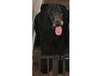 Adopt Nori a Black - with White Poodle (Standard) / St. Bernard / Mixed dog in