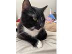 Adopt Mittens a Black & White or Tuxedo American Shorthair / Mixed (medium coat)