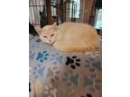 Adopt Lyla a Domestic Long Hair, Maine Coon