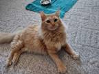 Adopt Charm a Domestic Medium Hair, Tabby