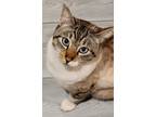 Adopt Blue a Cream or Ivory (Mostly) Domestic Mediumhair / Mixed (short coat)