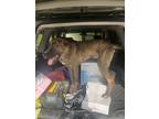 Adopt Boba a Brindle Mutt / Mixed dog in Little Rock, AR (41487084)