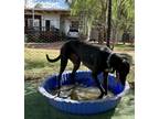 Adopt Andie a Black - with White Greyhound / Mixed dog in Los Angeles