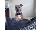 Adopt Chives a Brown/Chocolate - with White Boxer / Mixed dog in New York