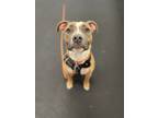 Adopt Angela a White American Pit Bull Terrier / Mixed dog in Little Chute
