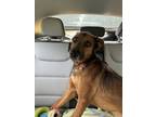 Adopt Griffey a Red/Golden/Orange/Chestnut Anatolian Shepherd / Mixed dog in