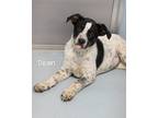 Adopt DEAN a Australian Cattle Dog / Pointer dog in Bradenton, FL (41487049)