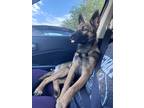 Adopt Bea a Brown/Chocolate - with Black Belgian Malinois / German Shepherd Dog
