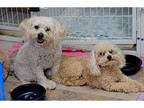 Adopt Bella & Baxter a White - with Tan, Yellow or Fawn Bichon Frise / Poodle