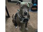 Adopt Athena a Gray/Blue/Silver/Salt & Pepper American Staffordshire Terrier /