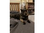Adopt Luna a Tortoiseshell American Shorthair / Mixed (short coat) cat in