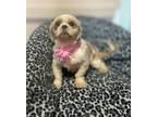 Adopt Roselynn a Gray/Silver/Salt & Pepper - with White Shih Tzu / Mixed dog in