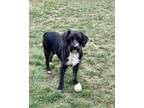 Adopt Regan a Gray/Silver/Salt & Pepper - with White Schnauzer (Miniature) /