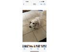 Adopt Lila a Red/Golden/Orange/Chestnut - with White Basset Hound / Mixed dog in