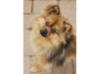 Adopt Simba a Brown/Chocolate - with Black Pomeranian / Mixed dog in El Cajon
