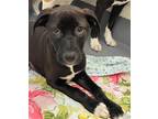 Adopt SWiss a Brown/Chocolate - with White Labrador Retriever / Mixed dog in