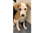 Adopt Gouda a Tan/Yellow/Fawn - with White Labrador Retriever / Mixed dog in