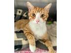 Adopt Garfield a Orange or Red (Mostly) Domestic Shorthair / Mixed (short coat)
