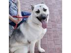 Adopt Piper* a German Shepherd Dog / Siberian Husky / Mixed dog in Pomona