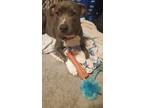 Adopt Kai a Gray/Silver/Salt & Pepper - with White American Pit Bull Terrier /