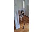 Adopt Buddy a Gray/Silver/Salt & Pepper - with White Husky / Mixed dog in
