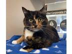 Adopt Gemma a Domestic Shorthair / Mixed cat in Lincoln, NE (41483712)