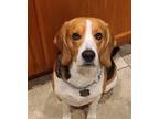 Adopt Bailey a Tricolor (Tan/Brown & Black & White) Beagle / Mixed dog in