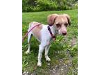 Adopt Marcus a White - with Tan, Yellow or Fawn Poodle (Miniature) / Mixed dog