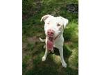 Adopt Mandy a White Labrador Retriever / Pit Bull Terrier / Mixed dog in