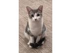 Adopt Shio a Gray, Blue or Silver Tabby Domestic Shorthair / Mixed (short coat)