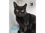 Adopt Baby a All Black Domestic Shorthair / Mixed (short coat) cat in Gonic