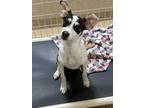 Adopt Batman a Black - with White Terrier (Unknown Type, Small) / Mixed dog in