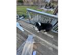Adopt Rev and Murphy a Tricolor (Tan/Brown & Black & White) Australian Shepherd