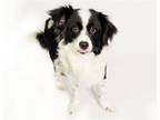 Adopt Diego a Black - with White Border Collie / Collie / Mixed dog in PHOENIX