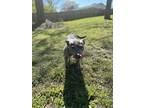 Adopt Sasha a Gray/Blue/Silver/Salt & Pepper American Pit Bull Terrier / Mixed