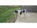 Adopt Abby a Black - with White Australian Cattle Dog / Mixed dog in Greenwood