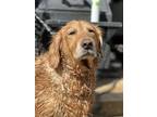 Adopt Sadie a Tan/Yellow/Fawn - with White Golden Retriever / Mixed dog in