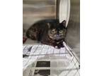Adopt 2024-05-172 a Domestic Shorthair / Mixed (short coat) cat in Winder