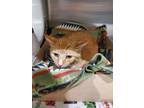 Adopt 2024-05-171 a Domestic Shorthair / Mixed (short coat) cat in Winder