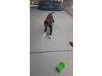 Adopt Bourbon a Brown/Chocolate - with White Mixed Breed (Medium) / Mixed dog in