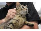 Adopt Harmony a Gray or Blue Domestic Shorthair (short coat) cat in Weatherford
