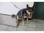 Adopt Blanche a Gray/Blue/Silver/Salt & Pepper Australian Cattle Dog dog in