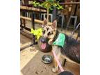 Adopt Juliet a Black German Shepherd Dog dog in Weatherford, TX (41486240)