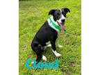 Adopt Cloud 123640 a Black Border Collie dog in Joplin, MO (41486238)