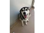 Adopt Shylo 123550 a Black Husky dog in Joplin, MO (41486237)